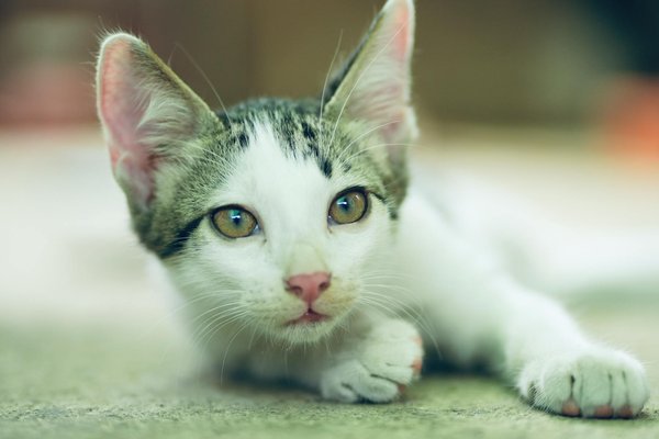 Visite inoubliable : planifiez votre journée au zoo