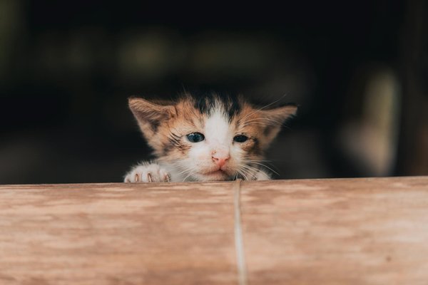 Conseils clés pour élever votre chien