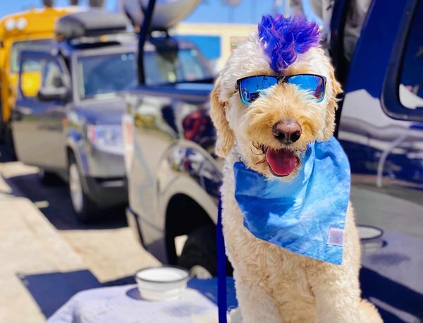Pourquoi acheter un bandana à votre chien ?