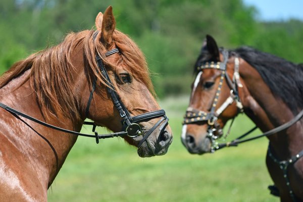 Les pouvoirs du Détox'Liquide dans le drainage des chevaux