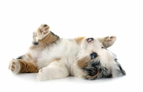 Le Berger Blanc Suisse : Un Compagnon Majestueux et Loyal