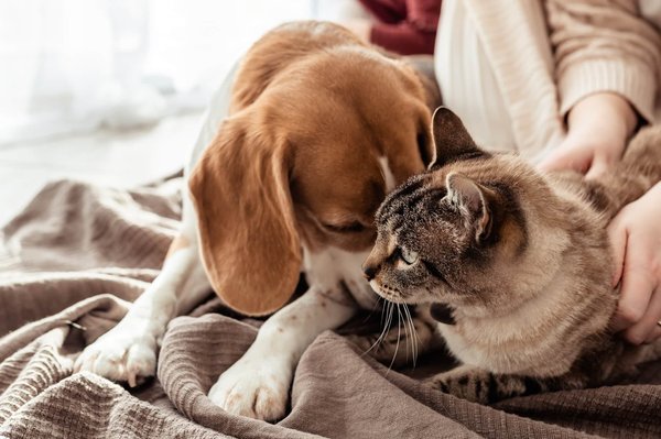 Les chats et les chiens peuvent-ils cohabiter ensemble ?