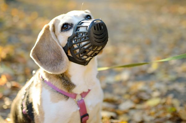 Muselière chien: confort et sécurité garantis