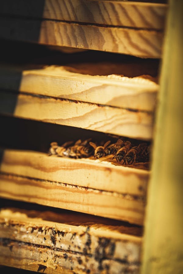 Essaims d'abeilles : tout savoir pour bien débuter en apiculture