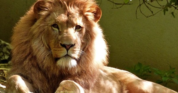 Quel animal aime les caresses ?